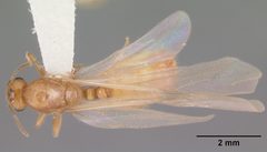 Solenopsis pergandei casent0104508 dorsal 1 by April Nobile. Used under a CC BY 4.0 license.