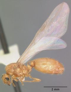 Solenopsis pergandei casent0104508 profile 2 by April Nobile. Used under a CC BY 4.0 license.