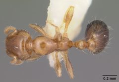 Solenopsis picta casent0104509 dorsal 1 by April Nobile. Used under a CC BY 4.0 license.