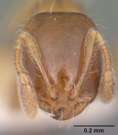 Solenopsis picta casent0104509 head 1 by April Nobile. Used under a CC BY 4.0 license.