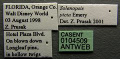 Solenopsis picta casent0104509 label 1 by April Nobile. Used under a CC BY 4.0 license.