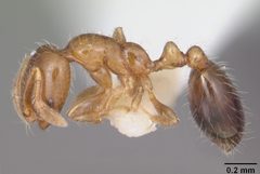 Solenopsis picta casent0104509 profile 1 by April Nobile. Used under a CC BY 4.0 license.