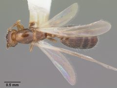Solenopsis picta casent0104510 dorsal 1 by April Nobile. Used under a CC BY 4.0 license.