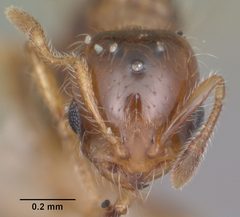 Solenopsis picta casent0104510 head 1 by April Nobile. Used under a CC BY 4.0 license.