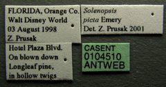 Solenopsis picta casent0104510 label 1 by April Nobile. Used under a CC BY 4.0 license.