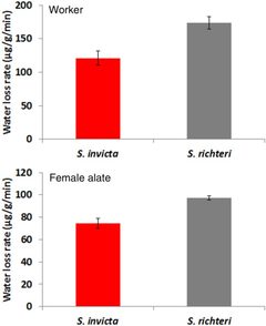 A Comparative Study between Solenopsis invicta and Solenopsis richteri on Tolerance to Heat and Desiccation Stresses journal.pone.0096842 by Chen, J.; Rashid, T.; Feng, G.; Hughes, W.. Used under a CC0 license.