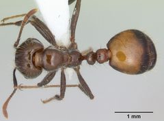 Solenopsis richteri casent0103101 dorsal 1 by April Nobile. Used under a CC BY 4.0 license.