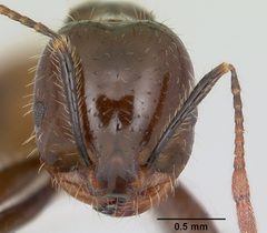 Solenopsis richteri casent0103101 head 1 by April Nobile. Used under a CC BY 4.0 license.