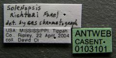 Solenopsis richteri casent0103101 label 1 by April Nobile. Used under a CC BY 4.0 license.