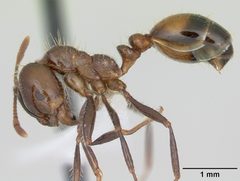 Solenopsis richteri casent0103101 profile 1 by April Nobile. Used under a CC BY 4.0 license.