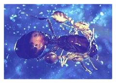 Two-queens-of-Solenopsis-daguerrei-yoking-a-queen-of-Solenopsis-richteri by Juan Briano, Luis Calcaterra, Laura Varone. Used under a CC BY 4.0 license.