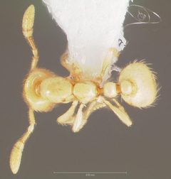 Solenopsis tennesseensis casent0005808 dorsal 1 by wikipedia. Used under a CC BY 4.0 license.