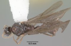 Solenopsis tennesseensis casent0104511 dorsal 1 by April Nobile. Used under a CC BY 4.0 license.
