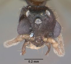 Solenopsis tennesseensis casent0104511 head 1 by April Nobile. Used under a CC BY 4.0 license.