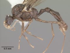 Solenopsis tennesseensis casent0104511 profile 1 by April Nobile. Used under a CC BY 4.0 license.