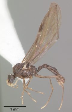 Solenopsis tennesseensis casent0104511 profile 2 by April Nobile. Used under a CC BY 4.0 license.