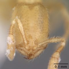 Solenopsis tennesseensis casent0104524 head 1 by April Nobile. Used under a CC BY 4.0 license.