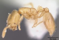 Solenopsis tennesseensis casent0104524 profile 1 by April Nobile. Used under a CC BY 4.0 license.