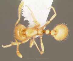 Solenopsis texana catalinae casent0005809 dorsal 1 by wikipedia. Used under a CC BY 4.0 license.