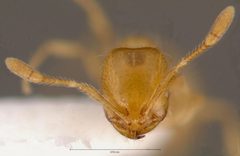 Solenopsis texana catalinae casent0005809 head 1 by wikipedia. Used under a CC BY 4.0 license.