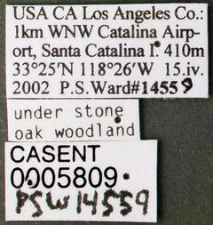 Solenopsis texana catalinae casent0005809 label 1 by wikipedia. Used under a CC BY 4.0 license.