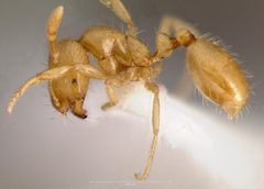 Solenopsis texana catalinae casent0005809 profile 1 by wikipedia. Used under a CC BY 4.0 license.