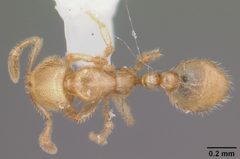 Solenopsis tonsa casent0104512 dorsal 1 by April Nobile. Used under a CC BY 4.0 license.