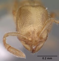 Solenopsis tonsa casent0104512 head 1 by April Nobile. Used under a CC BY 4.0 license.