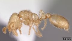 Solenopsis tonsa casent0104512 profile 1 by April Nobile. Used under a CC BY 4.0 license.