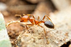 Solenopsis xyloni 248007479 by Jake Nitta. Used under a CC BY 4.0 license.