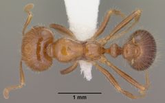 Solenopsis xyloni casent0102900 dorsal 1 by Jen Fogarty. Used under a CC BY 4.0 license.