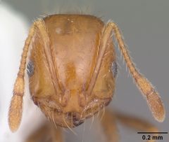 Solenopsis xyloni casent0104539 head 1 by April Nobile. Used under a CC BY 4.0 license.