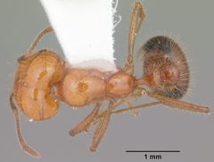 Solenopsis xyloni casent0104540 dorsal 1 by April Nobile. Used under a CC BY 4.0 license.