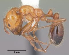 Solenopsis xyloni casent0104540 profile 1 by April Nobile. Used under a CC BY 4.0 license.