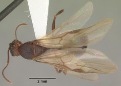 Aphaenogaster carolinensis casent0103572 dorsal 1 by April Nobile. Used under a CC BY 4.0 license.