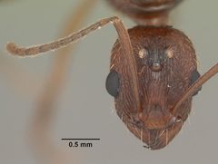 Aphaenogaster carolinensis casent0103572 head 1 by April Nobile. Used under a CC BY 4.0 license.