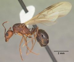 Aphaenogaster carolinensis casent0103572 profile 2 by April Nobile. Used under a CC BY 4.0 license.