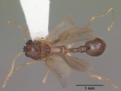 Aphaenogaster carolinensis casent0103573 dorsal 1 by April Nobile. Used under a CC BY 4.0 license.