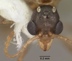 Aphaenogaster carolinensis casent0103573 head 1 by April Nobile. Used under a CC BY 4.0 license.