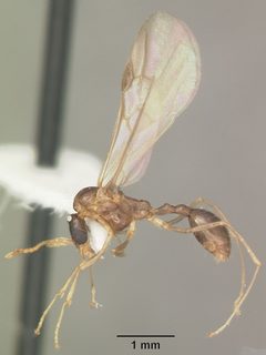 Aphaenogaster carolinensis casent0103573 profile 2 by April Nobile. Used under a CC BY 4.0 license.
