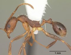Aphaenogaster carolinensis casent0103574 profile 1 by April Nobile. Used under a CC BY 4.0 license.