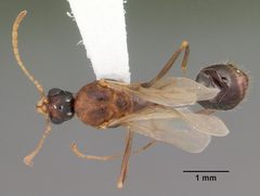 Aphaenogaster floridana casent0103580 dorsal 1 by April Nobile. Used under a CC BY 4.0 license.