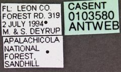 Aphaenogaster floridana casent0103580 label 1 by April Nobile. Used under a CC BY 4.0 license.
