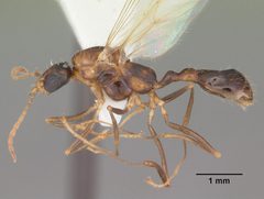Aphaenogaster floridana casent0103580 profile 1 by April Nobile. Used under a CC BY 4.0 license.