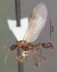 Aphaenogaster floridana casent0103580 profile 2 by April Nobile. Used under a CC BY 4.0 license.