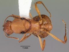 Aphaenogaster floridana casent0103584 dorsal 1 by April Nobile. Used under a CC BY 4.0 license.