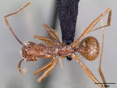 Aphaenogaster huachucana casent0000089 dorsal 1 by April Nobile. Used under a CC BY 4.0 license.