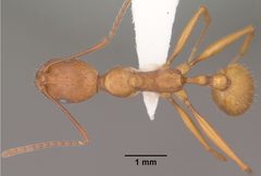 Aphaenogaster huachucana casent0102825 dorsal 1 by Jen Fogarty. Used under a CC BY 4.0 license.