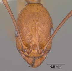 Aphaenogaster huachucana casent0102825 head 1 by Jen Fogarty. Used under a CC BY 4.0 license.