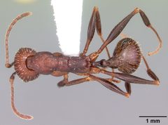 Aphaenogaster lamellidens casent0103589 dorsal 1 by April Nobile. Used under a CC BY 4.0 license.
